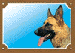 Nemecky_ovcak_profil.gif